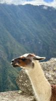 Lama am Machupichu, Perú