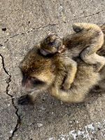 Gibraltar_Makaken mit Nachwuchs.jpeg