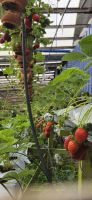 Erdbeerplantage - Cameron Highlands 