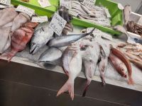 Der Bonito, ein kleiner Thunfisch, an der halbmondförmigen Schwanzflosse gut zu erkennen, zwischen anderen Fischen