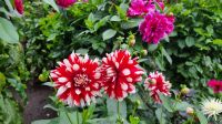 Butchart Gardens auf Vancouver Island