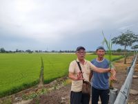 Mekong-Delta (Reiseleiter Binh mit unserem Busfahrer vor einem Reisfeld)