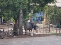 Wasserbüffel entlang des Straße zwischen Phnom Penh und Siem Reap...