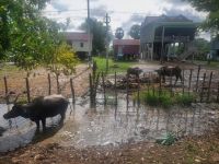 Wasserbüffel entlang des Straße zwischen Phnom Penh und Siem Reap...