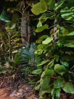 Siem Reap (Abendessen im 