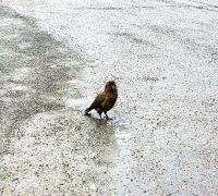 Große Rundreise Neuseeland: Kea auf einem Parkplatz. 