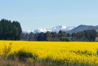 Große Rundreise Neuseeland: Die Südalpen mit Rapsfeld.