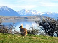 Große Rundreise Neuseeland: Stillleben mit Hase am See Tekapo.