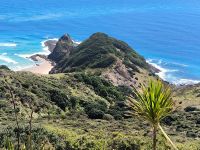 Magischer Pohutukawa Baum am Cape Reinga