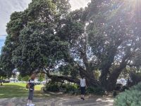 Christmas Tree in Whangarei 