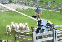 Große Rundreise Neuseeland: Vorführungen auf der Walter Peak Farm. 