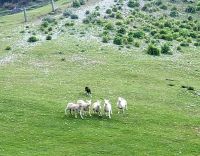 Große Rundreise Neuseeland: Vorführungen auf der Walter Peak Farm. 
