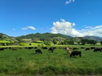 Coromandel Halbinsel 
