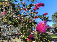 Flaschenputzer in lila