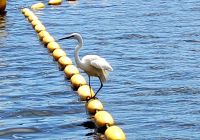 Große Neuseeland Rundreise: Reiher am Lake Ianthe.
