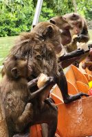 Tierischer Besuch auf unserem Longtailboot - Makaken