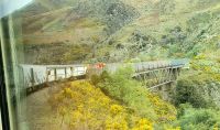 Große Neuseeland Rundreise: Der Transalpine Zug Richtung Christchurch. 