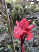 Im Regenwald während der Nachtwanderung 