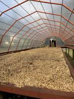 Trocknung der Kaffeebohne