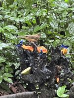 Morgendliche Fütterung