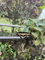 Schmetterlingshaus des Hotels