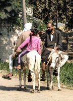 Am Nil sieht man sehr viele Esel