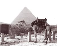 Postkartenmotiv: Kamel vor der Cheprenpyramide