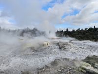 Te Puia - gleich spuckt er ...