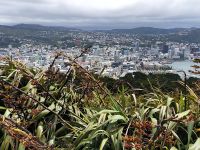 Erster Blick auf Wellington