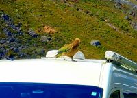 Große Neuseeland Rundreise: Neugieriger Kea am Homer Tunnel.