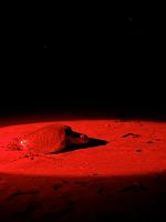 Junge Oliv-Bastardschildkröte