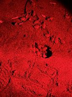 Frisch geschlüpfte Meeresschildkröten-Babys