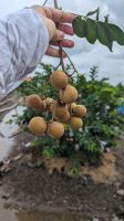 Longan auf der Farm