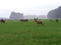 Wapiti-Hirsche 