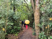 Wanderung im Regenwald