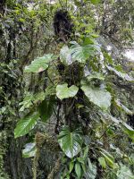 Hängebrückenwanderung