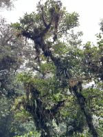 Hängebrückenwanderung