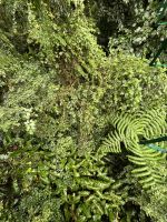 Hängebrückenwanderung