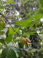 Hängebrückenwanderung