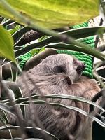 Faultier in der Auffangstation