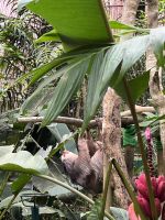 Faultier in der Auffangstation