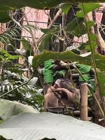 Faultier in der Auffangstation