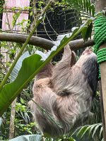 Faultier in der Auffangstation