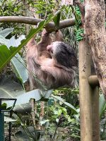 Faultier in der Auffangstation