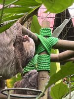 Faultier in der Auffangstation