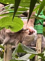 Faultier in der Auffangstation