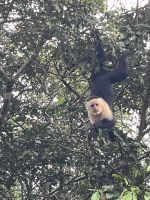 Kapuzineräffchen in Hotelnähe