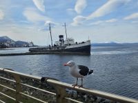 Schiffswrack Ushuaia