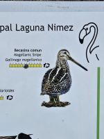 Auf der Suche nach prominenten Vögeln