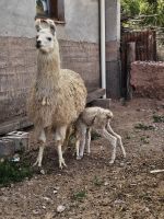 Lama-Nachwuchs